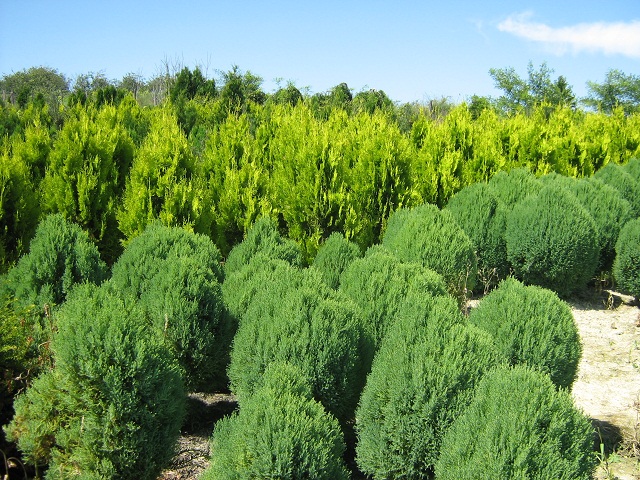 Thuja Orientalis ’ DUNDI ’
