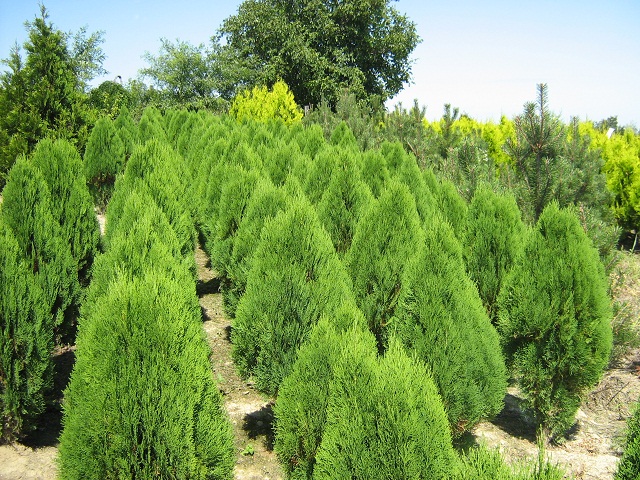 Thuja Orientalis ’ TELIHOLD ’