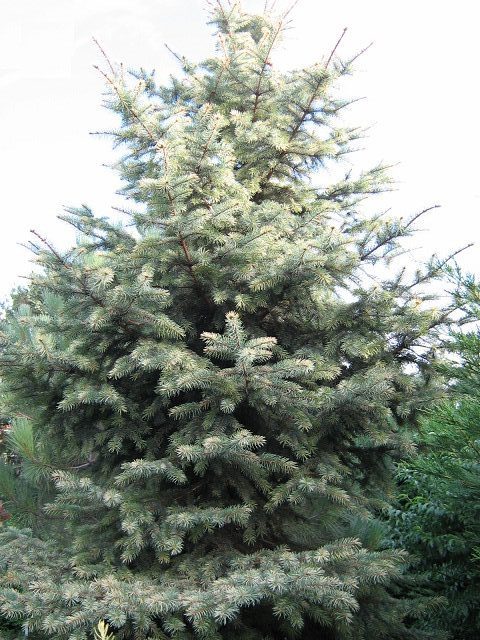 Picea Pungens ’ ZEBRA ’