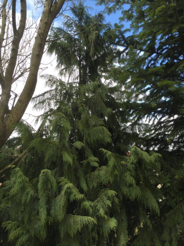 Chamaecyparis nootkatensis ’ VÁRIS’